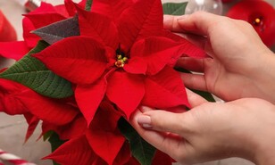 Las plantas que visten de oto&ntilde;o y personalidad cada espacio