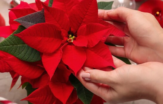 Las plantas que visten de oto&ntilde;o y personalidad cada espacio