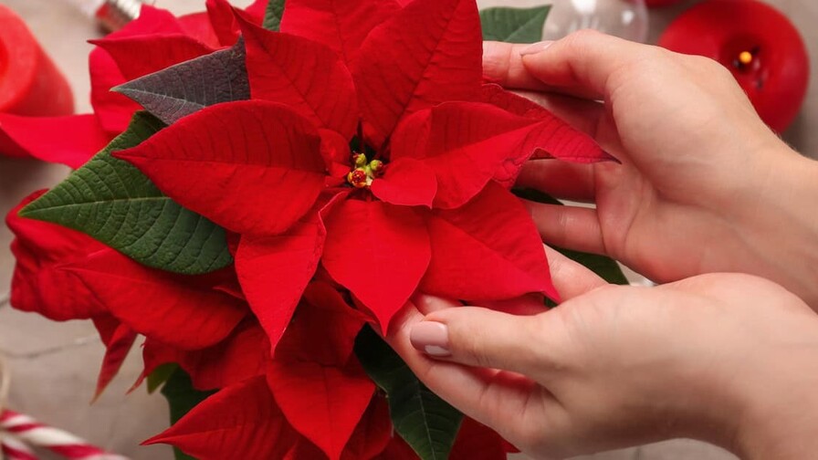 Las plantas que visten de otoño y personalidad cada espacio Las plantas que visten de otoño y personalidad cada espacio