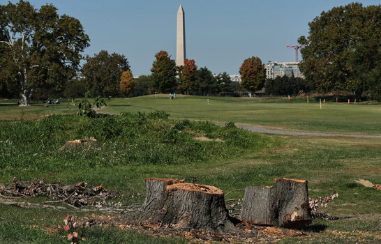 Una jueza proh&iacute;be a Trump talar m&aacute;s &aacute;rboles en un campo de golf p&uacute;blico de Washington