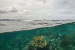 Nueva evaluaci&oacute;n alerta sobre el riesgo de colapso del 96 % de los ecosistemas coralinos del mundo