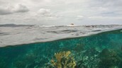 Nueva evaluaci&oacute;n alerta sobre el riesgo de colapso del 96 % de los ecosistemas coralinos del mundo