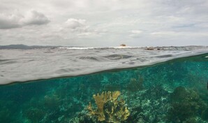 Nueva evaluaci&oacute;n alerta sobre el riesgo de colapso del 96 % de los ecosistemas coralinos del mundo