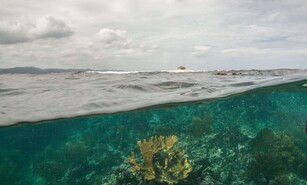 Nueva evaluaci&oacute;n alerta sobre el riesgo de colapso del 96 % de los ecosistemas coralinos del mundo