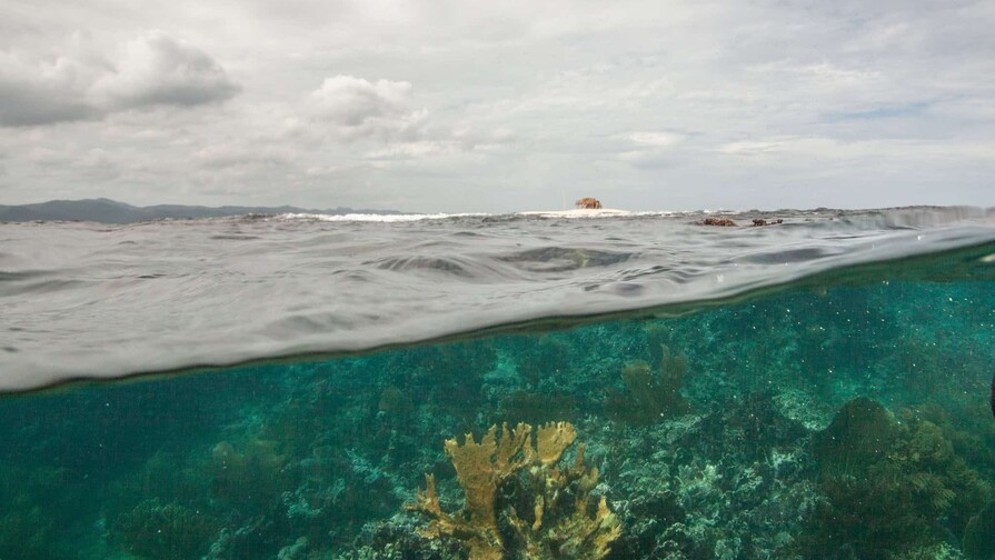 Nueva evaluaci&oacute;n alerta sobre el riesgo de colapso del 96 % de los ecosistemas coralinos del mundo