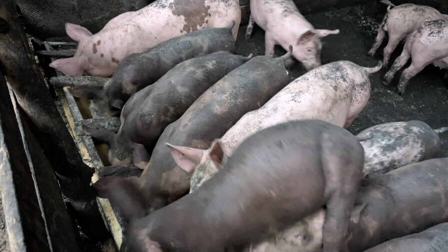 Peste porcina africana: cinco años de vigilancia y pérdidas para los productores dominicanos Peste porcina africana: cinco años de vigilancia y pérdidas para los productores dominicanos
