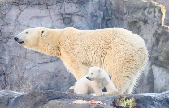 Zoológico de Viena presenta cría de oso polar, la primera en doce años