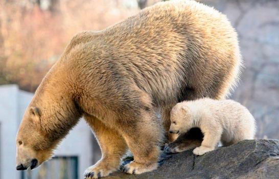 Zoológico de Viena presenta cría de oso polar, la primera en doce años