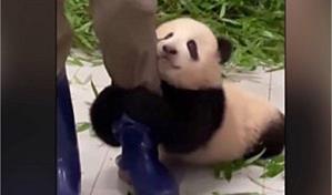 Video de un beb&eacute; panda aferr&aacute;ndose a su cuidador arrasa en redes sociales