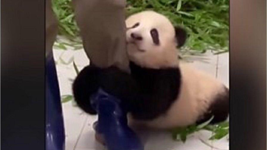 Video de un bebé panda aferrándose a su cuidador arrasa en redes sociales