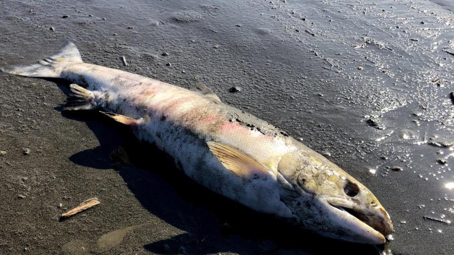 Estudio: Peces más vulnerables a calentamiento de lo pensado