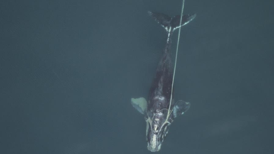 Ballenas francas del Atlántico son cada vez más pequeñas