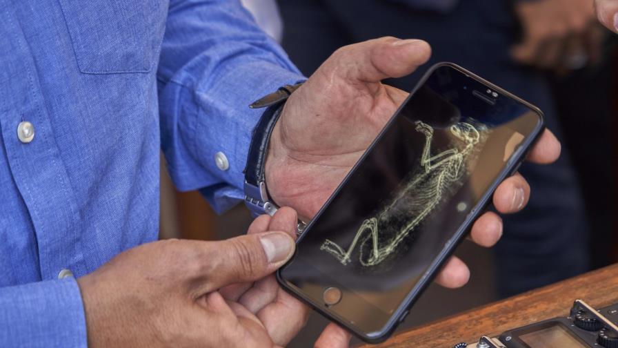 Egipto devela momias de cachorros de león, cocodrilos y aves