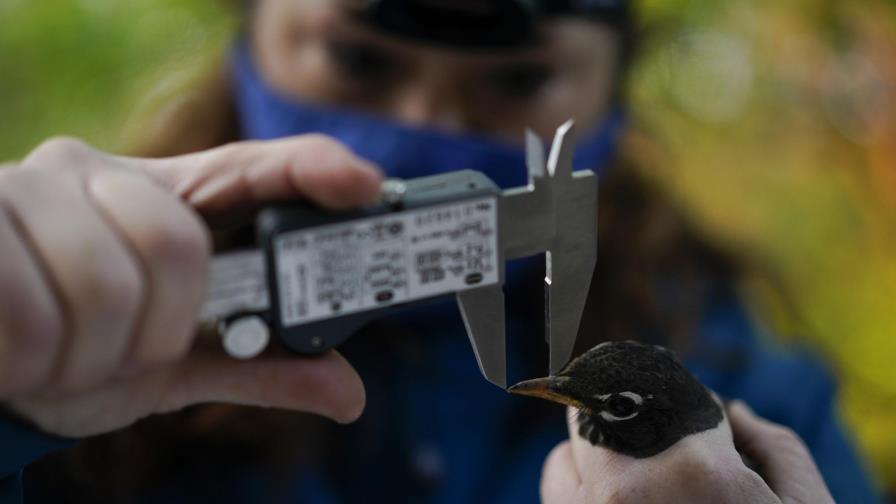 La era dorada de la investigación de la migración de aves