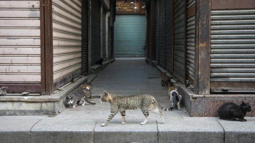 Los gatos son una especie más susceptible al coronavirus, afirma la OMS