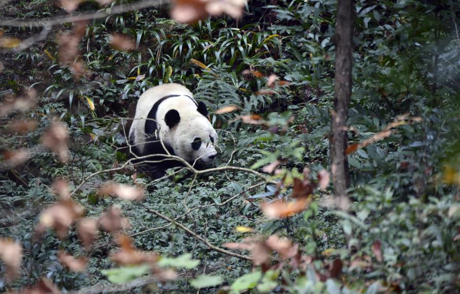 El panda Bei Bei nacido en EEUU es devuelto a China
