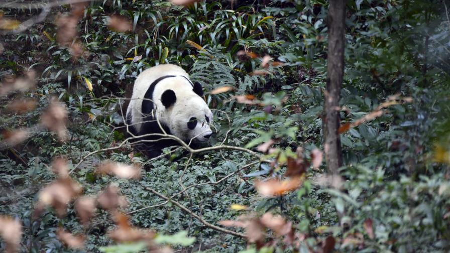 El panda Bei Bei nacido en EEUU es devuelto a China