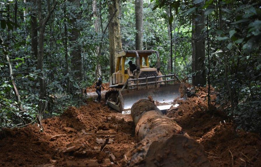 La tala ilegal que alienta China y amenaza los bosques de África