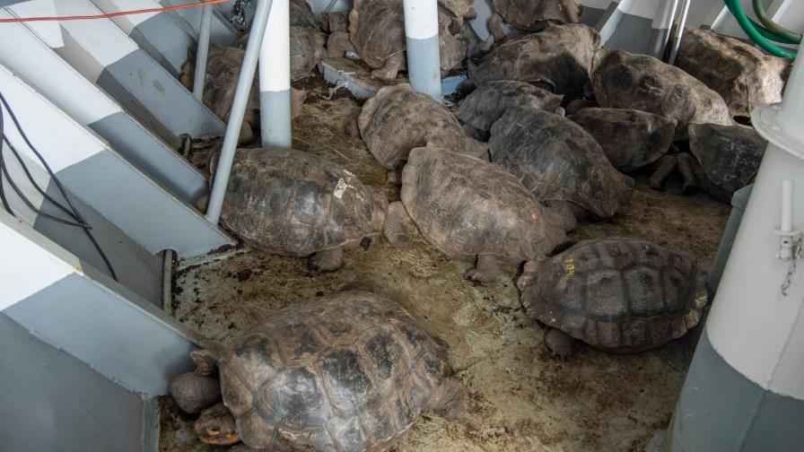 Hallan tortuga con linaje del extinto Solitario Jorge: emblema de Galápagos