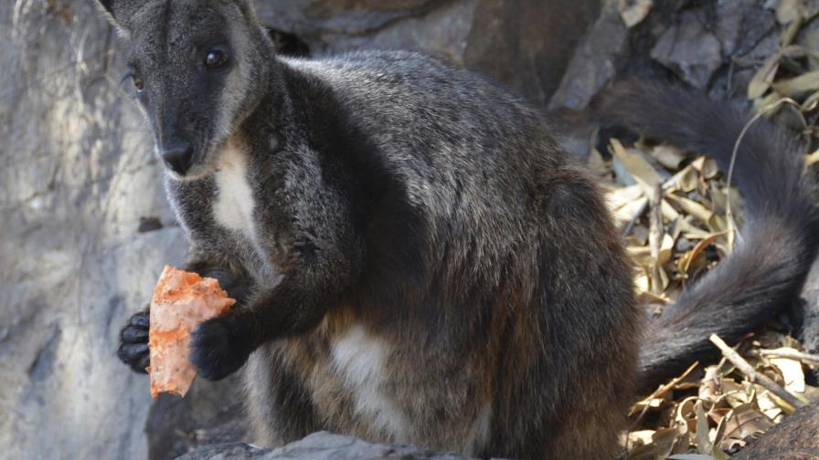 Pese a fuego en Australia podrían haber sobrevivido especies