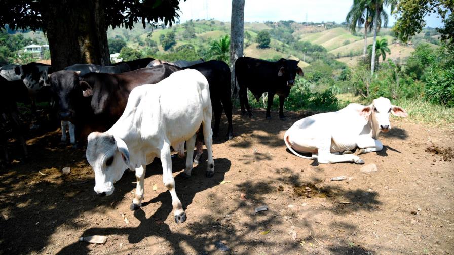 Anuncian inversión para que la ganadería tenga un menor impacto en el clima Anuncian inversión para que la ganadería tenga un menor impacto en el clima