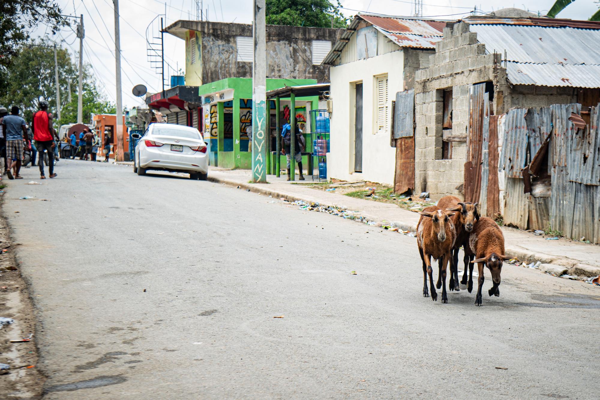 Los chivos conviven en buena armonía con los lugareños sin temor a ser sacrificados, así pasean por la calle en total tranquilidad