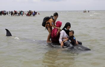 Mueren 42 ballenas tras quedar varadas en isla de Indonesia