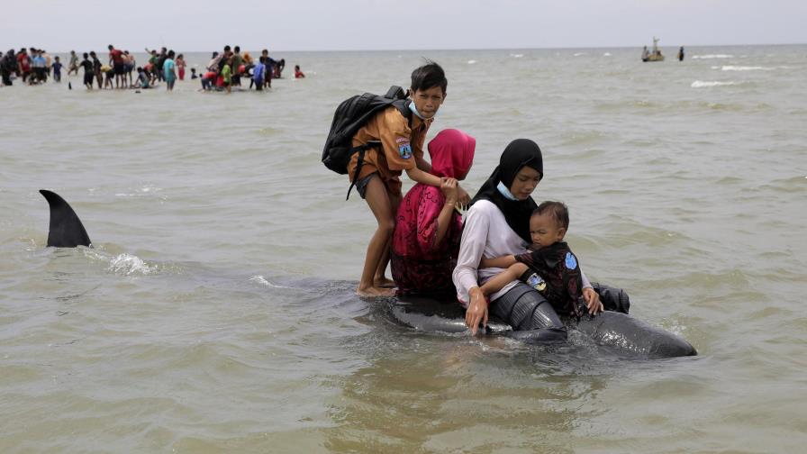 Mueren 42 ballenas tras quedar varadas en isla de Indonesia