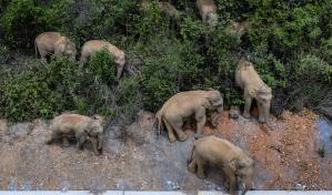 Excursión de elefantes caminando por China se vuelve viral