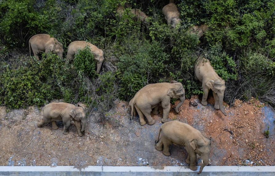 Excursión de elefantes caminando por China se vuelve viral