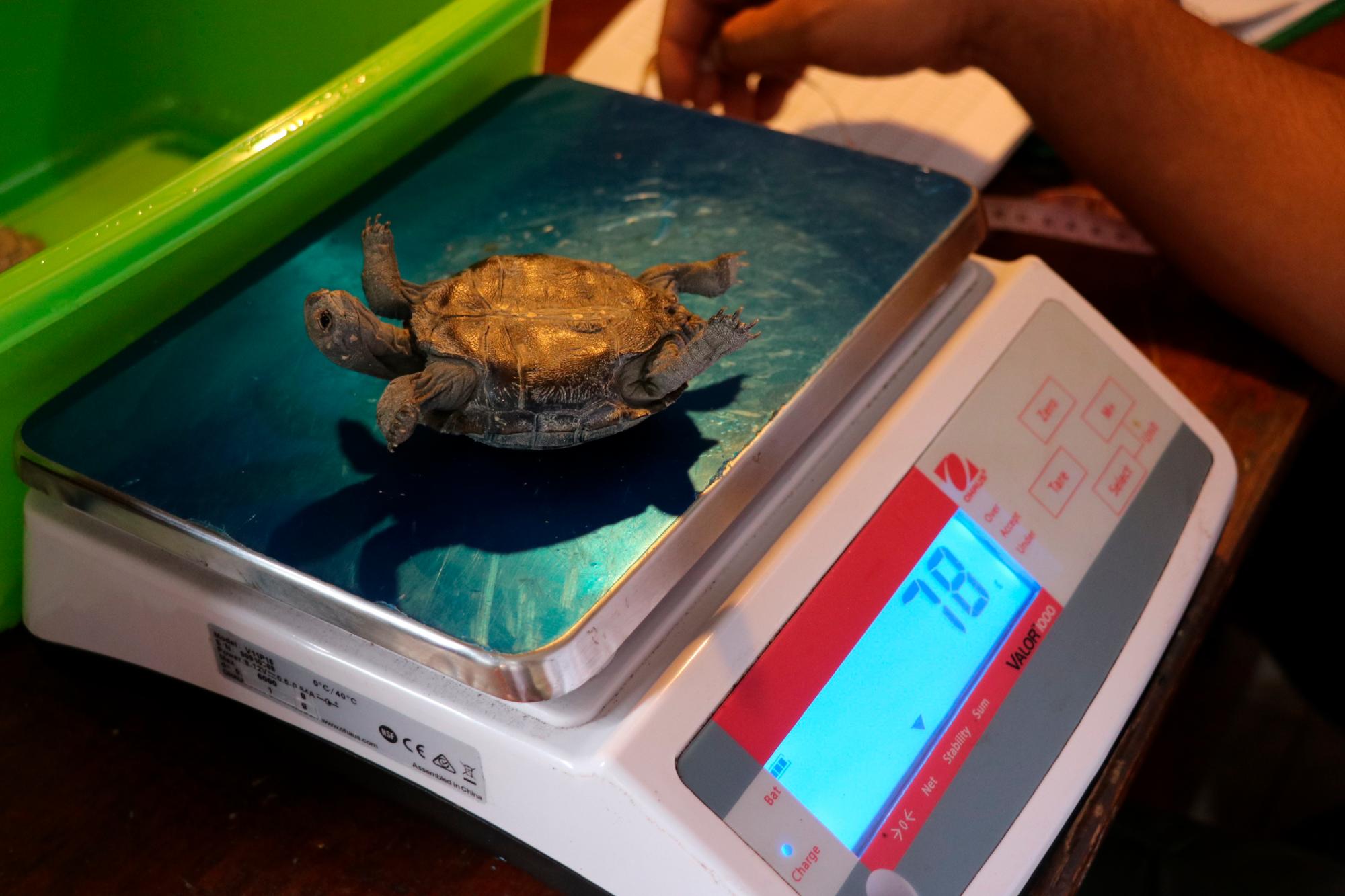 Fotografía del 9 de enero de 2020, cedida por el Parque Nacional Galápagos, que muestra una tortuga bebé siendo pesada por un técnico de la Dirección del Parque. 
