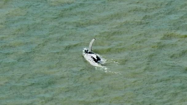 Una ballena logra salir de un río australiano con cocodrilos