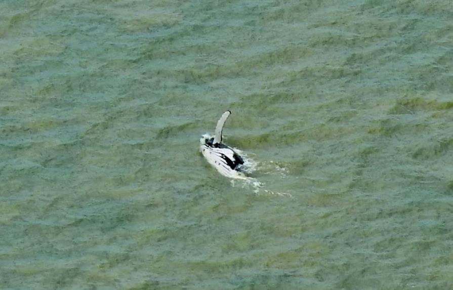 Una ballena logra salir de un río australiano con cocodrilos
