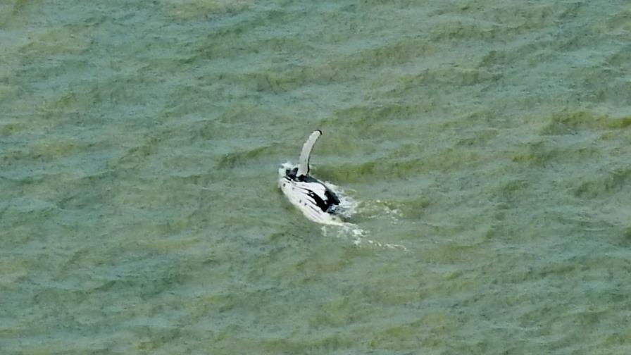 Una ballena logra salir de un río australiano con cocodrilos