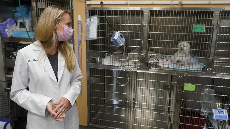 Furor por las mascotas en pandemia satura a los veterinarios