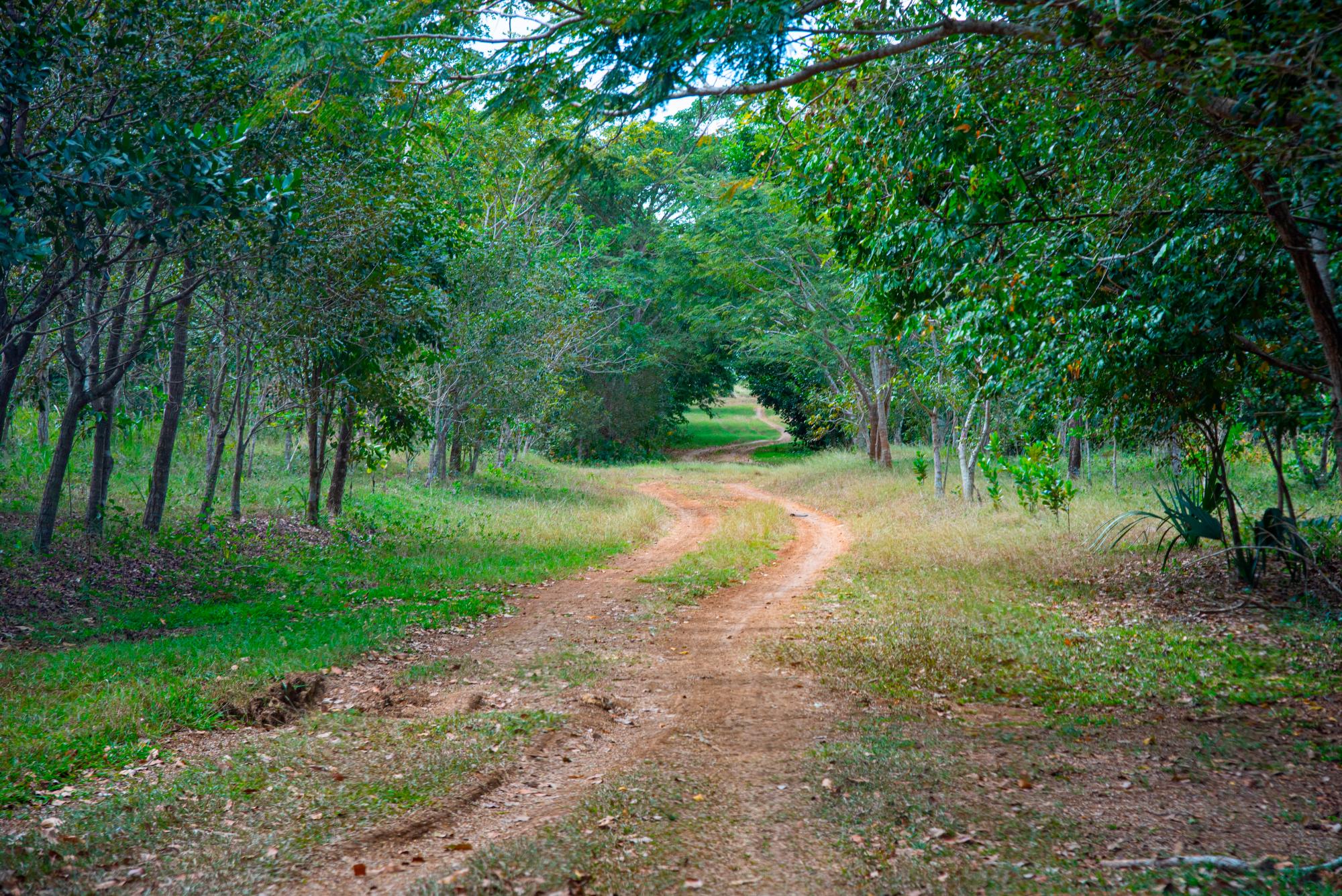 Unos de los caminos que conduce a los Humedales del Ozama.