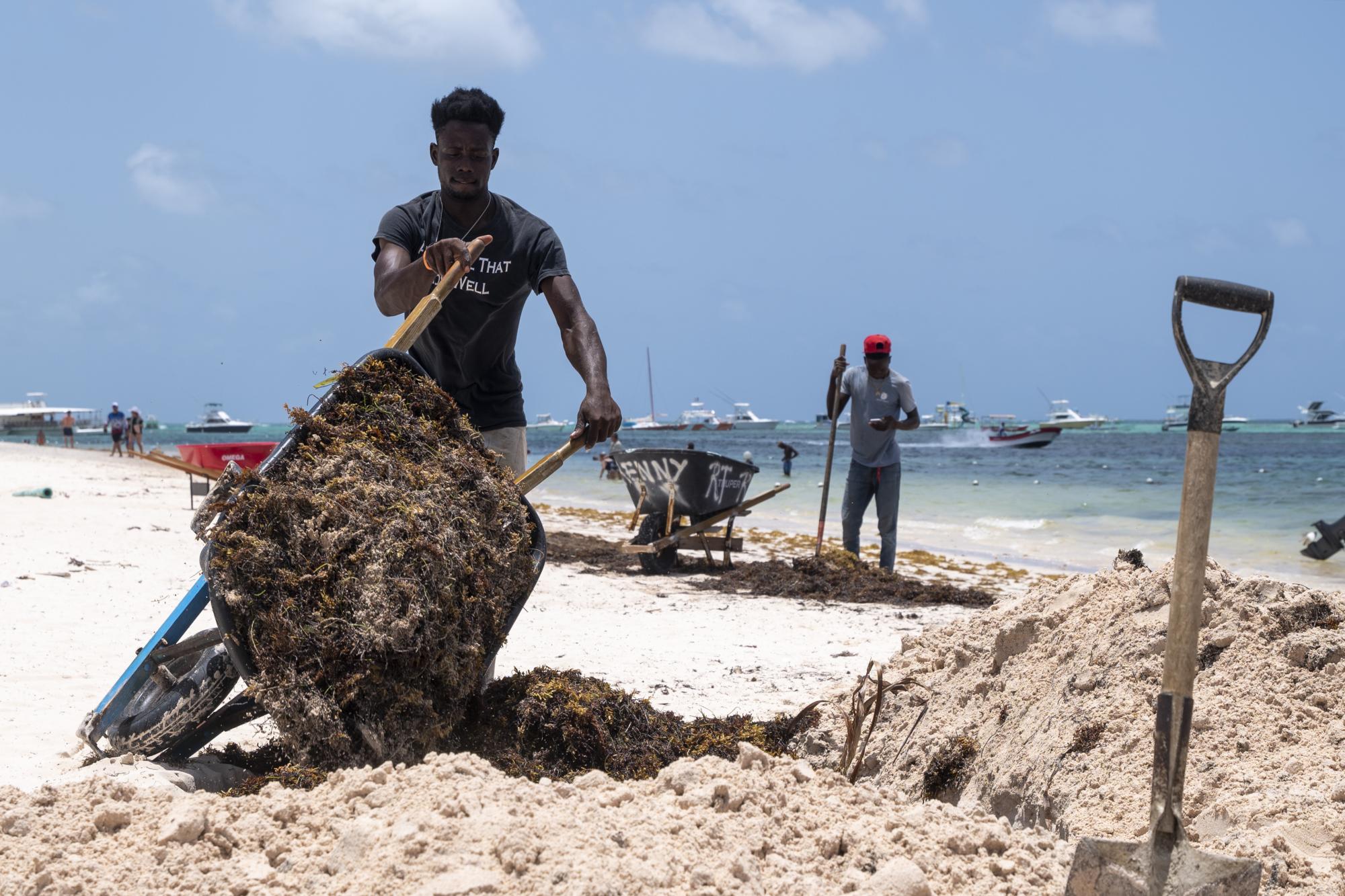 Un obrero recoge sargazo en playa Bibijagua, para luego enterrarlo bajo la arena. (Foto: Nelson Pulido)