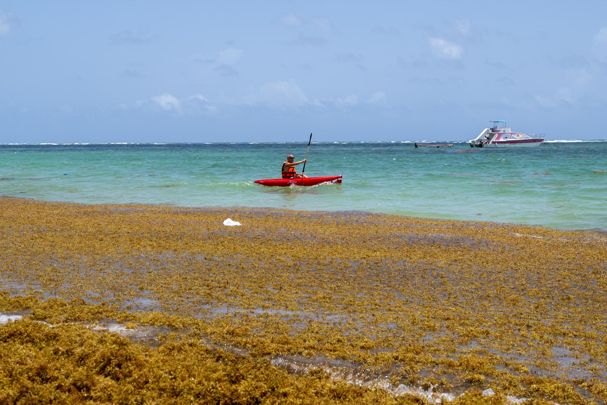 Un turista recorre la playa El Cortecito a bordo de un kayak, mientras el sargazo cubre buena parte de la playa en Bávaro, provincia La Altagracia (Foto: Nelson Pulido)