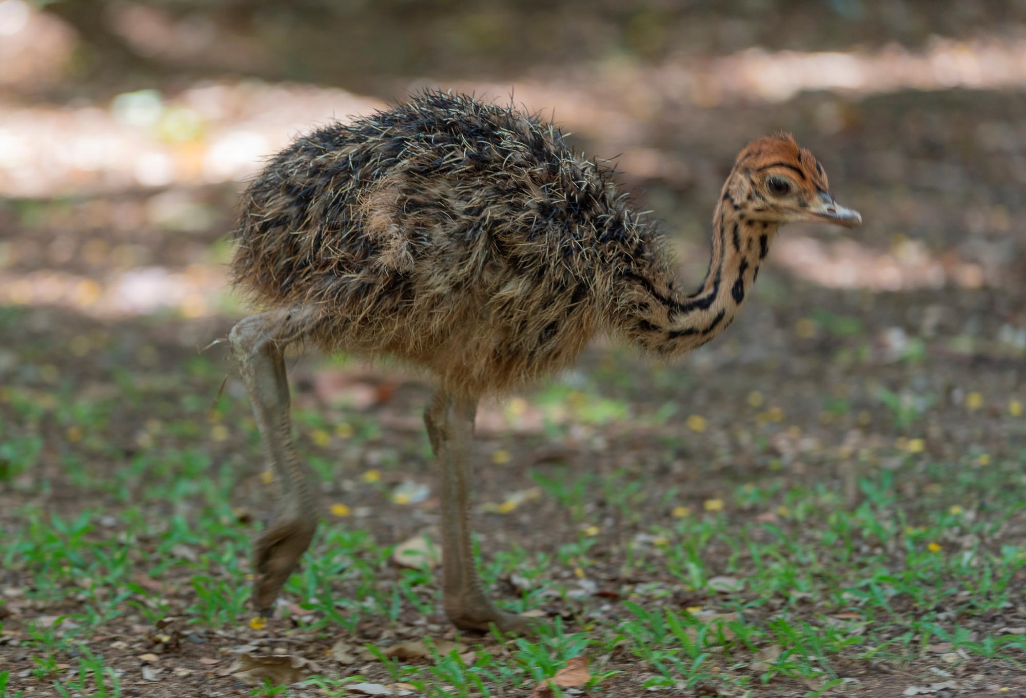 El bebé avestruz fue sacado del área en donde es cuidado, para ser presentado a Diario Libre.