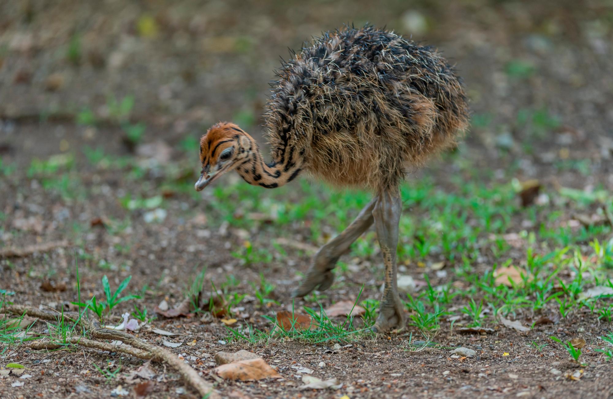 Este individuo es producto del proceso de incubación del huevo mediante un procedimiento externo realizado en el ZooDom.