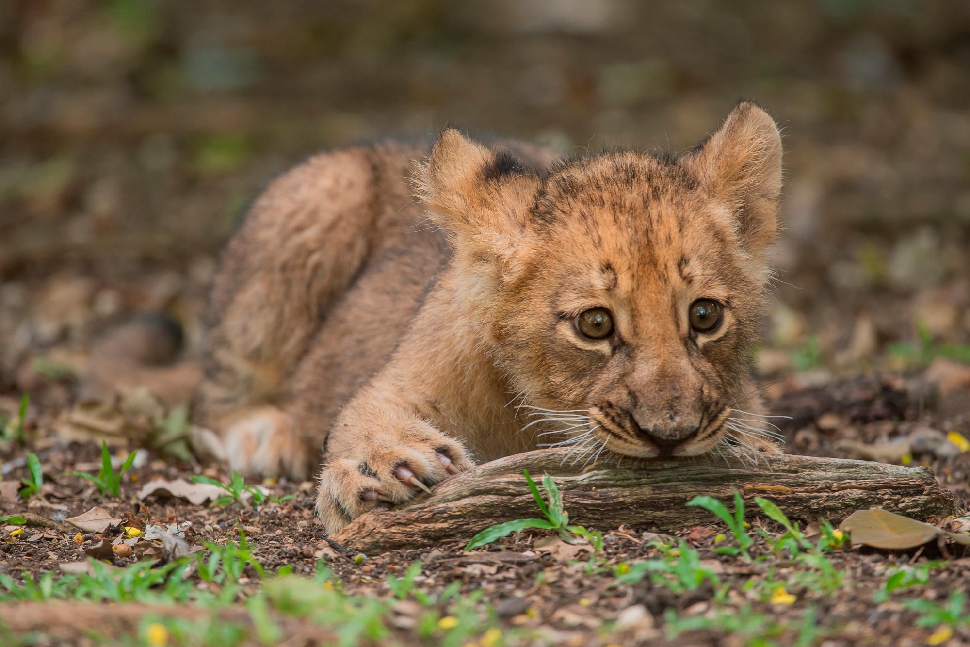 Nala, la cachorra de león que nació hace poco más de dos meses.