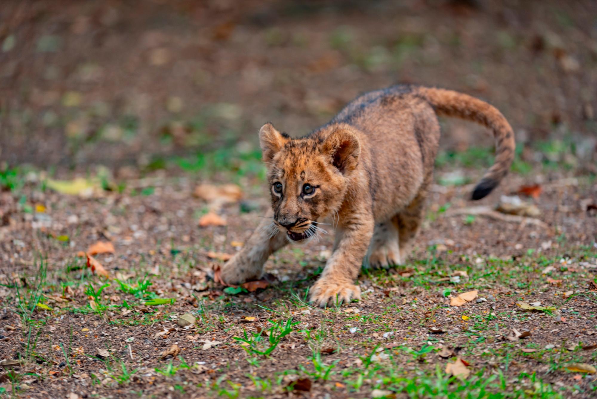La leoncita es de la especie Panthera leo.