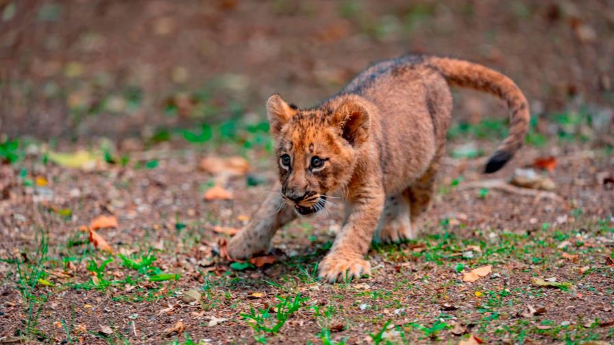 Cortometraje del Parque Zoológico Nacional, entre los finalistas en Premios Latam 2019