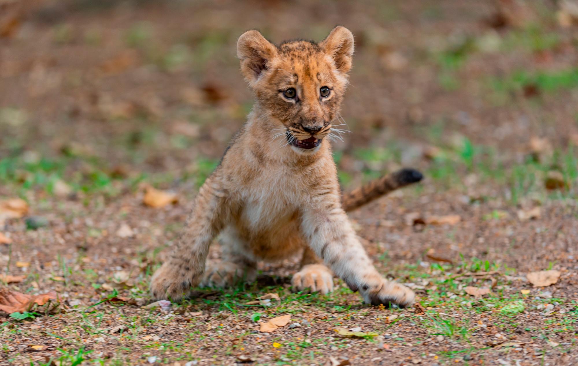 Desde el segundo día de su nacimiento, a Nala han tenido que asistirla para su desarrollo.