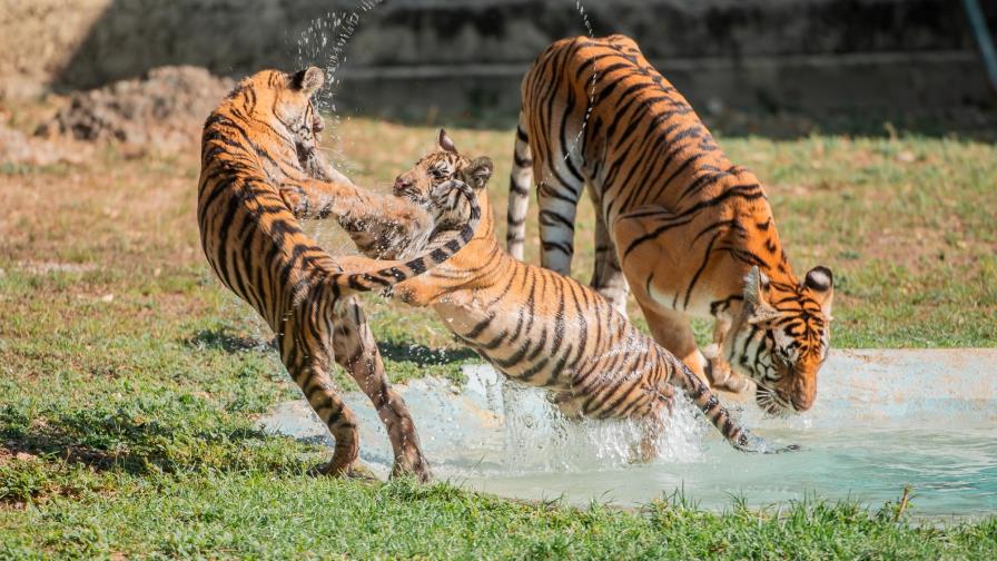 Cuatro nuevos inquilinos en el Parque Zoológico Nacional