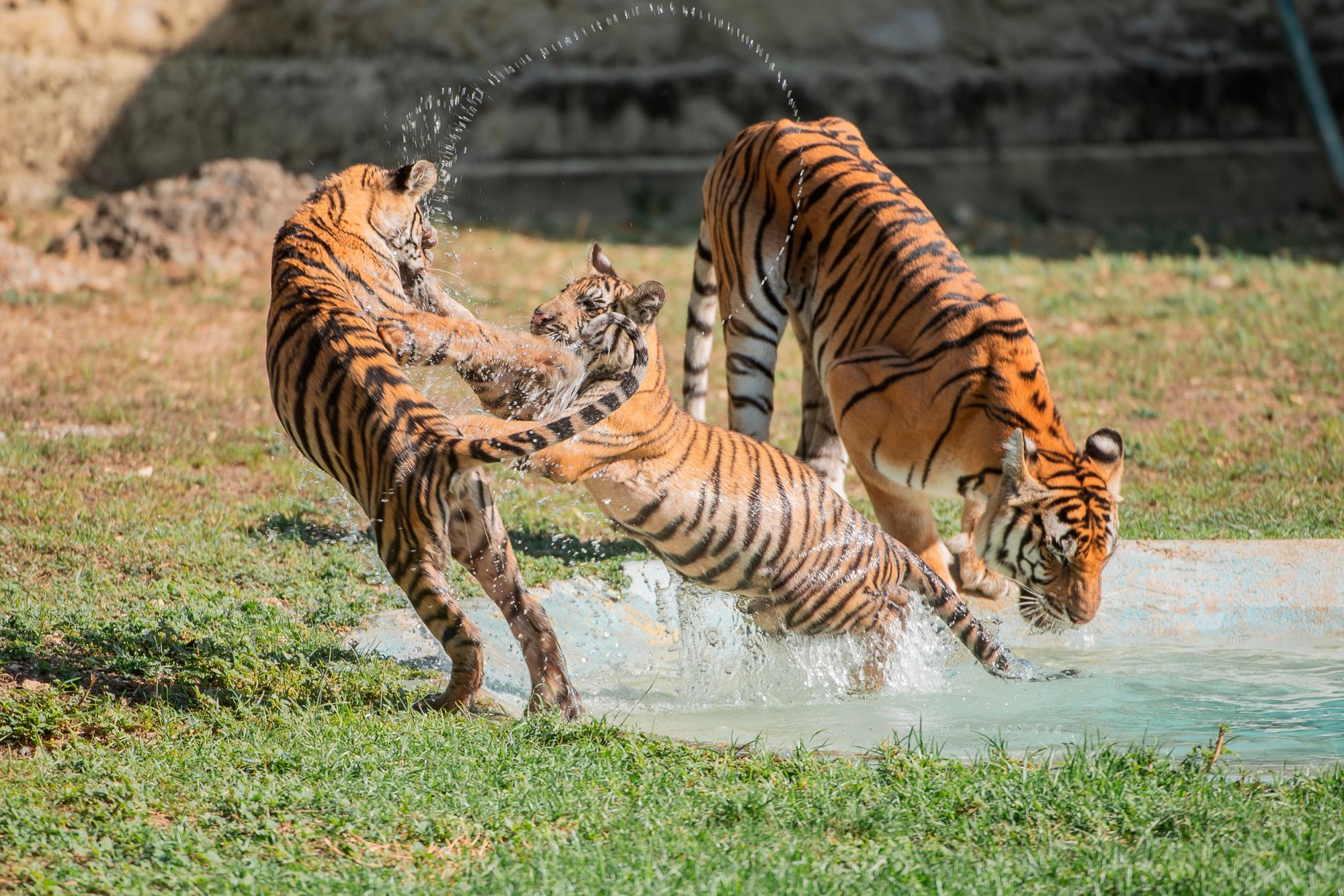Los cachorro juegan, mientras su madre se mantiene siempre cerca de ellos.