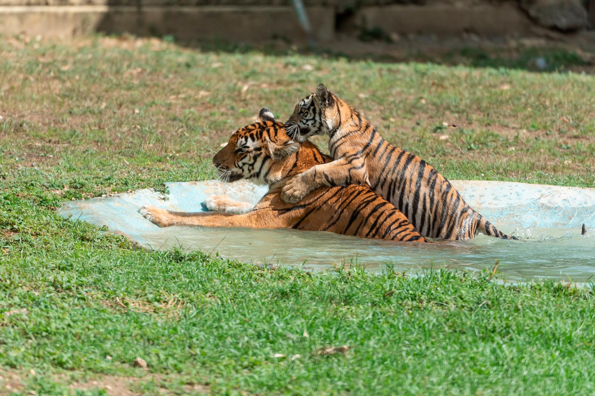 Uno de los tigritos junto a su madre.
