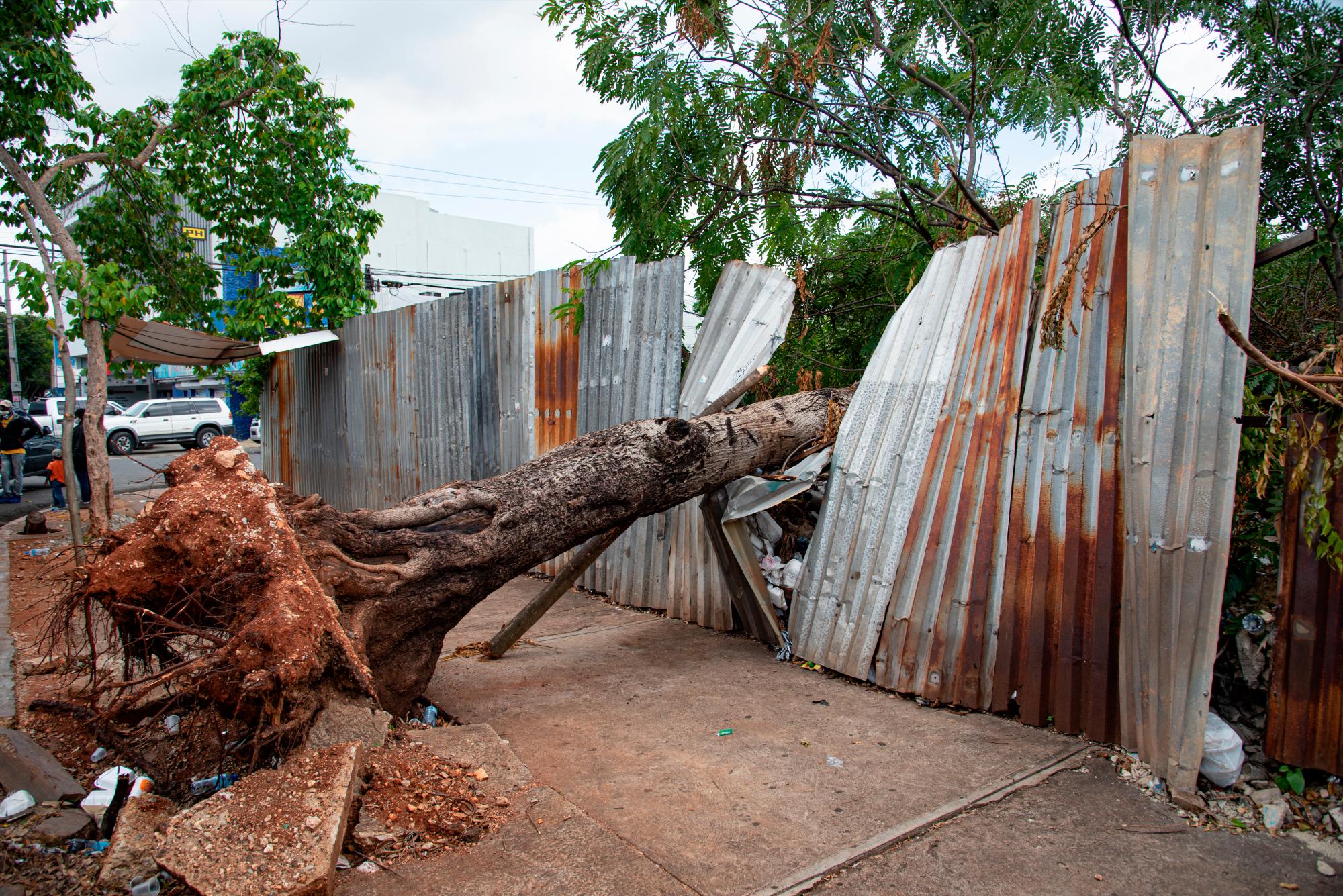 En la imagen, un árbol caído en la Avenida San Martín. Troncos de arboles derrumbados por la tormenta Laura el pasado 20 de agosto, esperan por ser levantados y removidos en diferentes partes de la Capital.