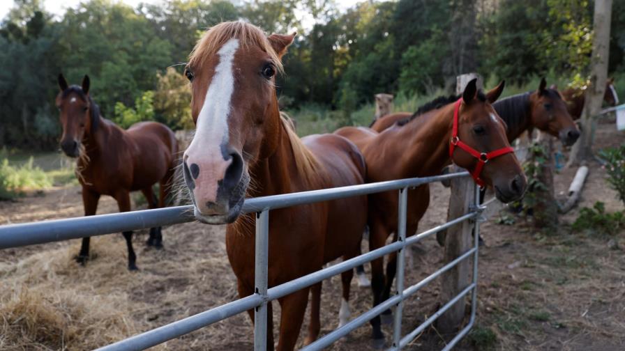 Investigan 153 macabros ataques a caballos en toda Francia