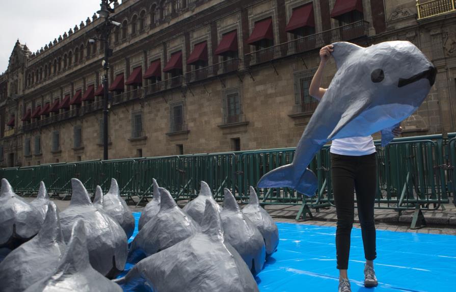 México: Exigen pagar a pescadores para salvar vaquita marina